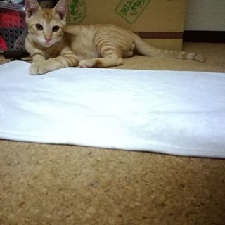 麦わら兄弟(生後2～3ヶ月) - 猫