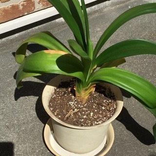 クンシラン 鉢植え 観葉植物