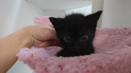 かわいい黒猫の子猫達里親募集 Sayaya 徳島の猫の里親募集 ジモティー かわいい黒猫の子猫達里親募集 Sayaya 徳島の猫の里親募集 ジモティー