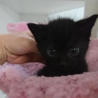 かわいい黒猫の子猫達里親募集 Sayaya 徳島の猫の里親募集 ジモティー