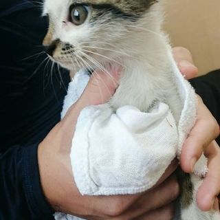 里親募集！トラ模様の可愛い子猫です - 猫