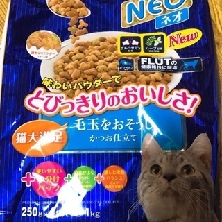 猫ちゃん ご飯o(･x･)/