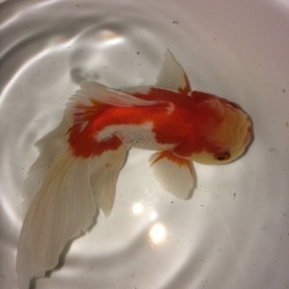 大型金魚 ジャンボ獅子頭(28cm)売ります。