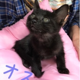 可愛い黒の子猫