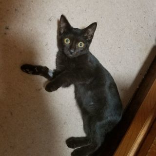 可愛い黒猫子猫その１の画像
