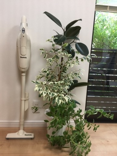 観葉植物 ゴムの木3種類とストレプトカーパスの寄せ植え ダイリ 桂のその他の中古あげます 譲ります ジモティーで不用品の処分 観葉植物 ゴムの木3種類とストレプトカーパスの寄せ植え ダイリ 桂のその他の中古あげます 譲ります ジモティーで不用品の処分