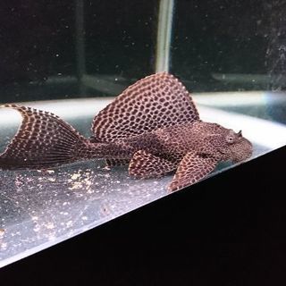 飼育器具一式 アロワナ プレコ