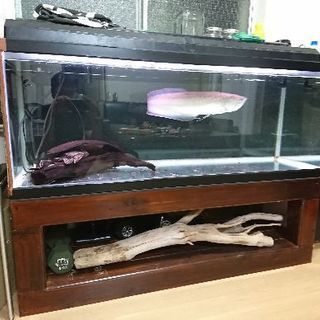 飼育器具一式　アロワナ　プレコ 飼育器具一式 アロワナ プレコ