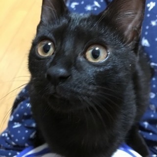 黒猫チビ姫 ちめ 4ヵ月半くらいの女の子【トライアル決定】