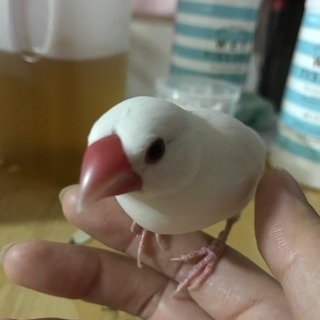 白文鳥の画像