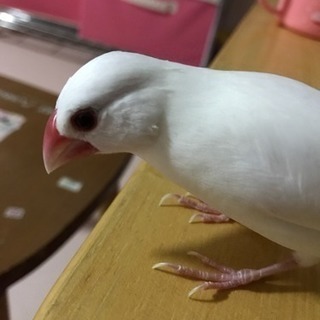 白文鳥 - その他