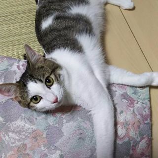 目がクリクリ♡かぎしっぽのオスの子猫 − 静岡県