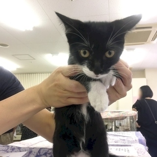 10月8日(日) 猫の譲渡会 名古屋市西区 ふれあい館 みなと猫の会主催 - 名古屋市