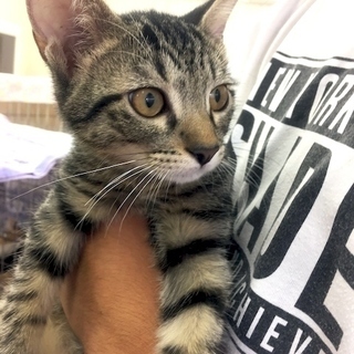 10月29日(日) 猫の譲渡会 名古屋市西区 ふれあい館 円頓寺商...