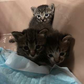 生後1ヶ月の子猫3匹