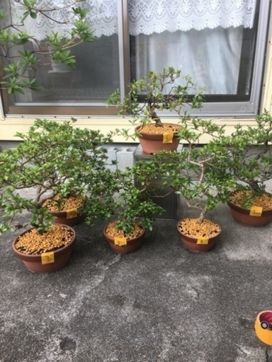ツツジ全部まとめて