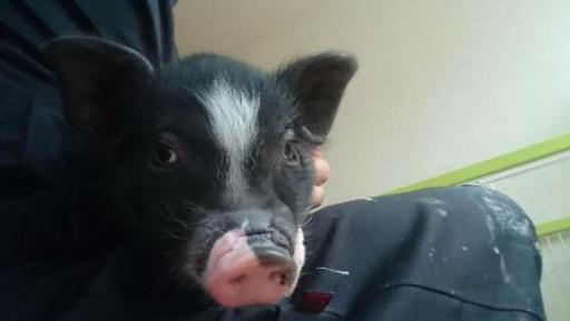 ミニブタ 2mama 大分のその他の里親募集 ジモティー