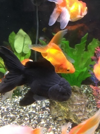 金魚 黒オランダ獅子頭 中ちゃん 久津川のその他の中古あげます 譲ります ジモティーで不用品の処分