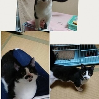 無責任な飼い主さんに捨てられてしまいました。