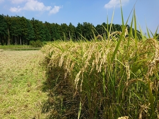 コシヒカリ　白米すぐ食べられます  30Kg