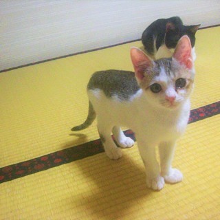 【一部改定】^ↀᴥↀ^＜動画あり♪  子猫 「三毛猫モドキ」 サバシロ　サバ白　鯖白　雄 ♂ - 猫