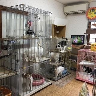 譲渡型犬猫カフェでボランティアを。 − 静岡県