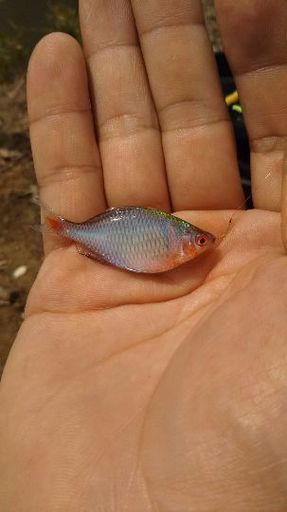 タナゴ釣り 正幸 千葉の友達のメンバー募集 無料掲載の掲示板 ジモティー