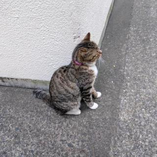 迷い猫ちゃん メス