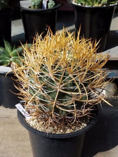 ☆多肉植物サボテン 金冠竜