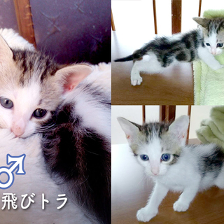 可愛い子猫・４匹の里親募集です！ - 掛川市
