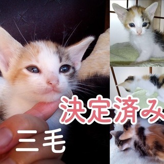 可愛い子猫・４匹の里親募集です！ − 静岡県