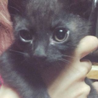 ２ヵ月の黒猫ちゃん(男の子)