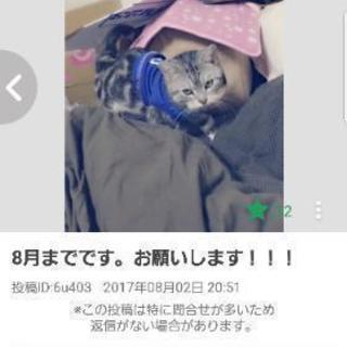 この猫ちゃんの里親になった方を探しています！