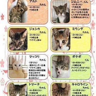 ９月２４日（日）　可愛い猫がいっぱい！　定例里親会を開きます。 - 横浜市