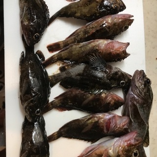 釣り好き友達募集