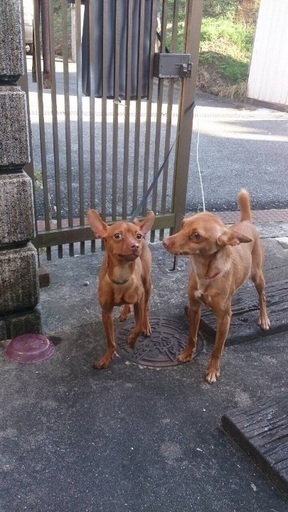 ミニチュアピンシャー Eri 三田の犬の里親募集 ジモティー