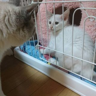 白長毛の子猫、かわいがってください🎵 - 猫