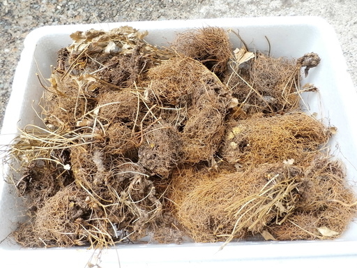 黄連【薬草】　販売価格が間違っていました。
