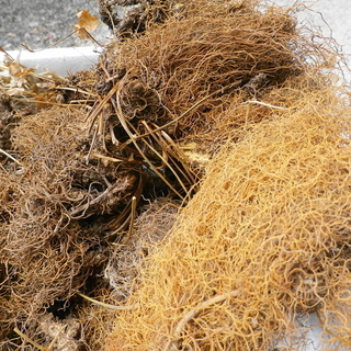 黄連【薬草】　販売価格が間違っていました。