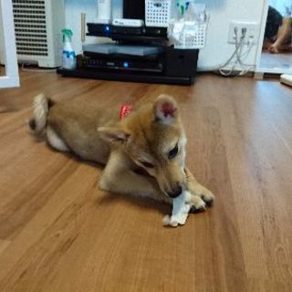 生後3カ月の子犬。男の子です。大切な家族として迎えてくれる方。 - 犬