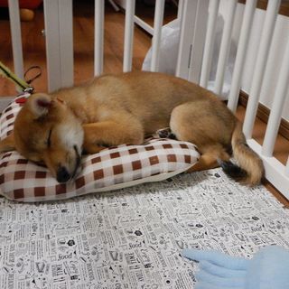 生後3カ月の子犬。男の子です。大切な家族として迎えてくれる方。 - 横浜市