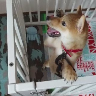 生後3カ月の子犬。男の子です。大切な家族として迎えてくれる方。