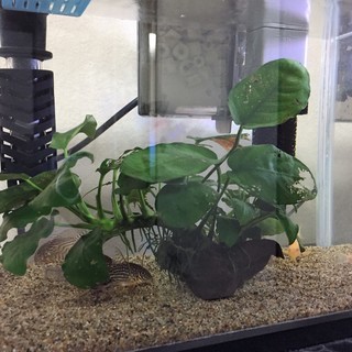 熱帯魚 水槽 水草など備品全てセットグッピー コリドラス アベニーパファー ネオンテトラなどなど オル 桂のその他の中古あげます 譲ります ジモティーで不用品の処分