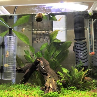 熱帯魚、水槽、水草など備品全てセット　グッピー、コリドラス、アベニーパファー、ネオンテトラなどなど