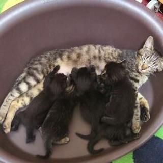 子猫5匹います！
