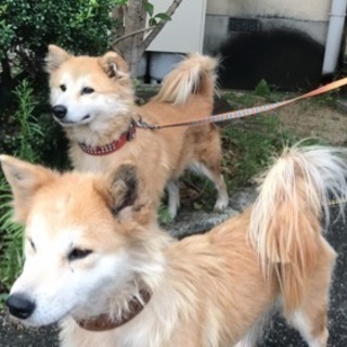 🌟里親決定🌟 尻尾ふさふさ可愛いわんちゃん093 − 山口県