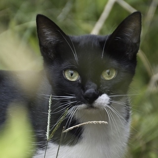 かわいそうな境遇の猫 成猫（メス）黒白色 − 神奈川県