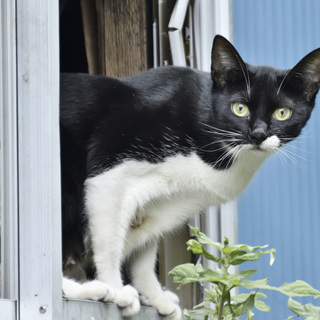 かわいそうな境遇の猫 成猫（メス）黒白色 - 里親募集