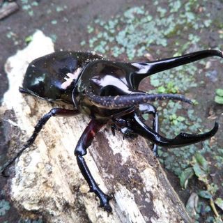 アトラスオオカブトムシ幼虫（たぶん♂♀判別可能）