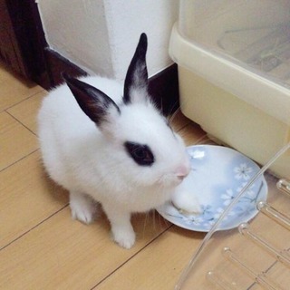 ウサギを大切にしてあげてください - 新宿区